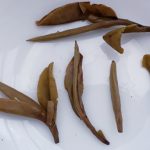 White Peony King Tea cake spent wet leaves