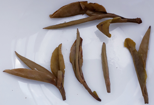 White Peony King Tea cake spent wet leaves
