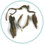 China Green Bi Luo Chun wet tea leaves