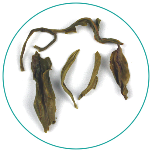 China Green Bi Luo Chun wet tea leaves
