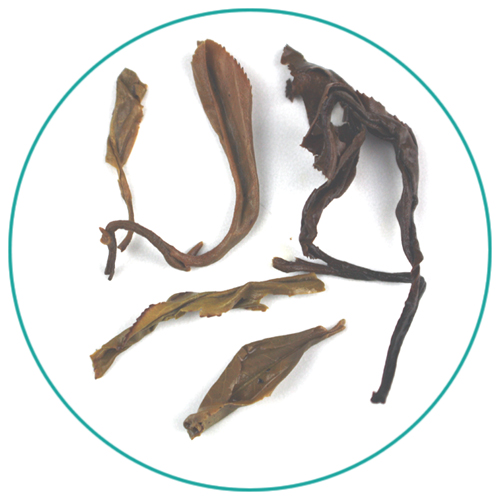 China Puerh Bu Lang wet tea leaves