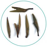 China White Jasmine Silver needle wet tea leaves eg2