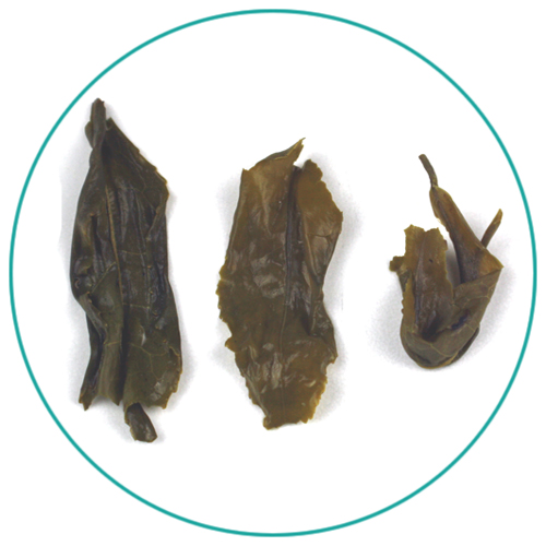 China Green Lu'An Gua Pian wet tea leaves