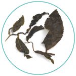 Taiwan He Huan High Mountain Oolong wet tea leaves