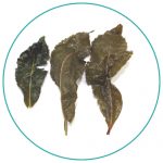 China Tie Guan Yin Oolong wet tea leaves