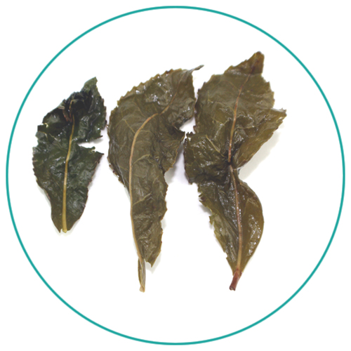 China Tie Guan Yin Oolong wet tea leaves
