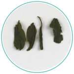 China Green Lu Shan Yun wet tea leaves