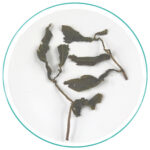 Taiwan Light Honey Sweet Oolong Wet Tea Leaves