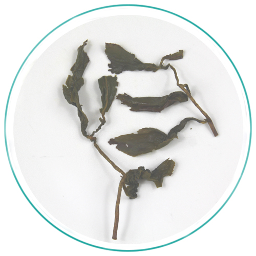 Taiwan Light Honey Sweet Oolong Wet Tea Leaves