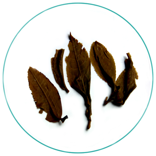 China Xi Gui 300 years ancient tea tree loose leaf raw puerh wet leaves
